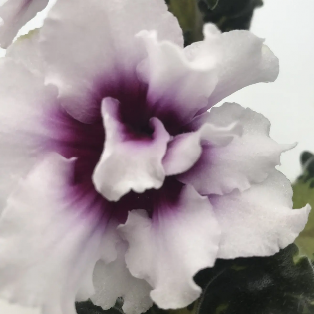 ЛФ-Посмотри в глаза